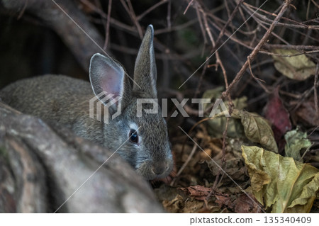 Okunoshima, a paradise for rabbits Okunoshima, a paradise for rabbits 135340409