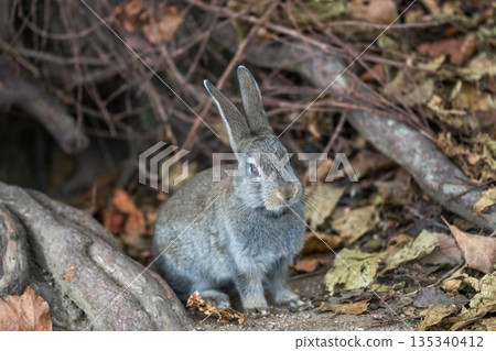 Okunoshima, a paradise for rabbits Okunoshima, a paradise for rabbits 135340412