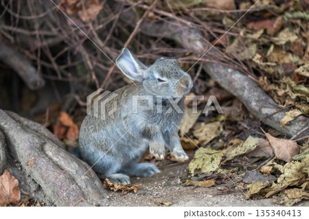 Okunoshima, a paradise for rabbits 135340413