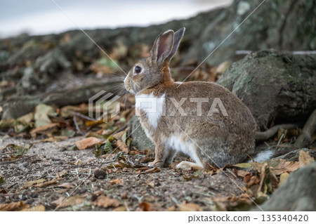 Okunoshima, a paradise for rabbits Okunoshima, a paradise for rabbits 135340420