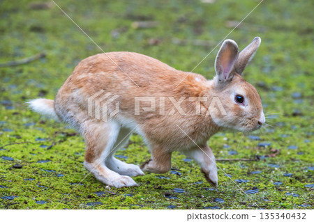 Okunoshima, a paradise for rabbits Okunoshima, a paradise for rabbits 135340432