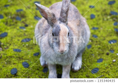 Okunoshima, a paradise for rabbits Okunoshima, a paradise for rabbits 135340435