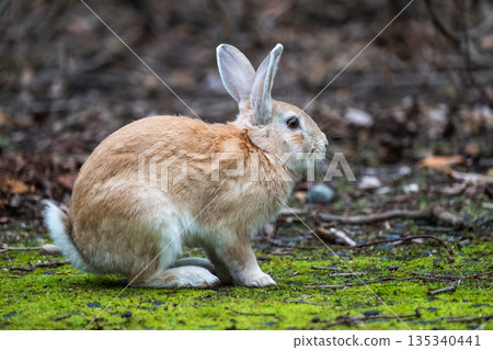 Okunoshima, a paradise for rabbits 135340441