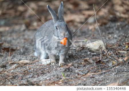 奧久野島,兔子的天堂 奧久野島,兔子的天堂 135340446