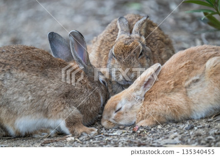 奧久野島，兔子的天堂 135340455