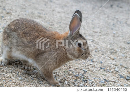 奧久野島，兔子的天堂 135340460