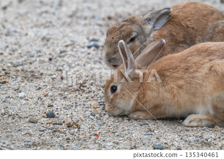 奧久野島，兔子的天堂 135340461