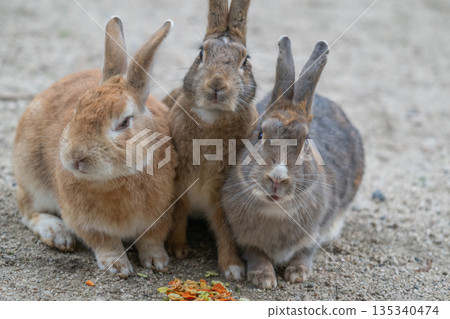 Okunoshima, a paradise for rabbits 135340474