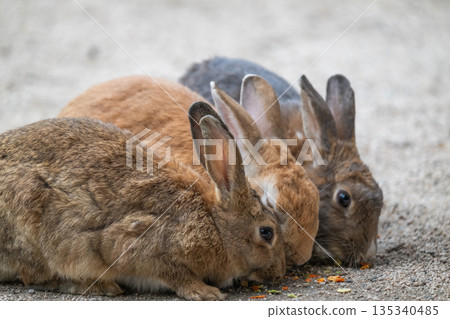 Okunoshima, a paradise for rabbits Okunoshima, a paradise for rabbits 135340485
