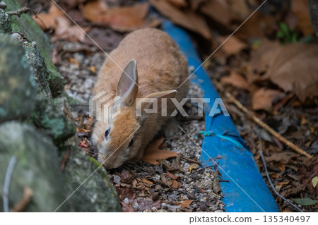 Okunoshima, a paradise for rabbits 135340497