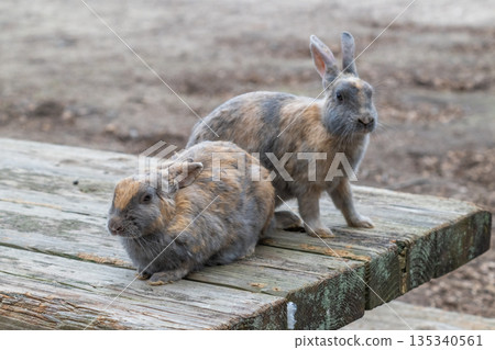 Okunoshima, a paradise for rabbits 135340561