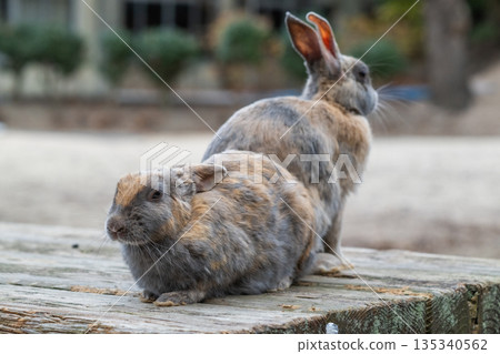 奧久野島，兔子的天堂 135340562