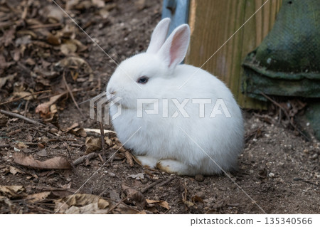Okunoshima, a paradise for rabbits 135340566