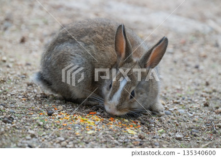 Okunoshima, a paradise for rabbits 135340600