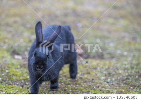 Okunoshima, a paradise for rabbits 135340603