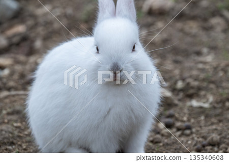 奧久野島，兔子的天堂 135340608