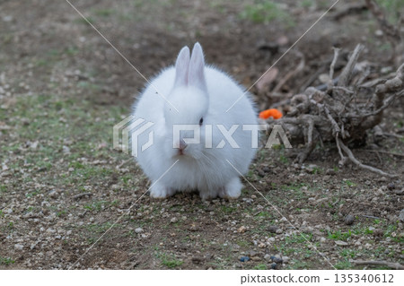 Okunoshima, a paradise for rabbits Okunoshima, a paradise for rabbits 135340612
