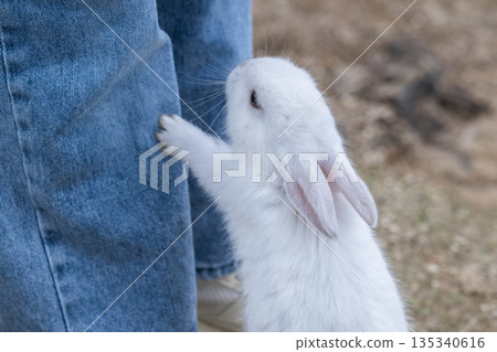 Okunoshima, a paradise for rabbits 135340616