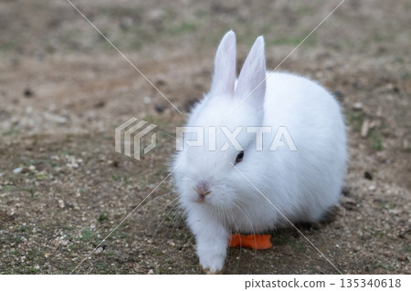 Okunoshima, a paradise for rabbits 135340618