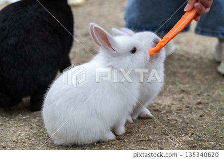 奧久野島，兔子的天堂 135340620