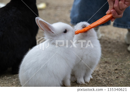 奧久野島，兔子的天堂 135340621