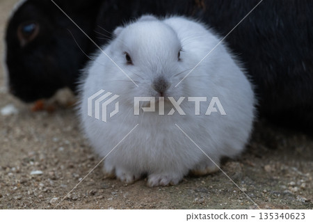 Okunoshima, a paradise for rabbits Okunoshima, a paradise for rabbits 135340623