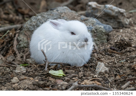 Okunoshima, a paradise for rabbits Okunoshima, a paradise for rabbits 135340624