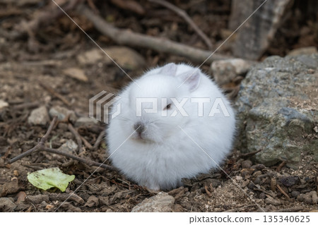 Okunoshima, a paradise for rabbits Okunoshima, a paradise for rabbits 135340625