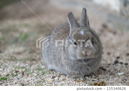 奧久野島，兔子的天堂 135340626