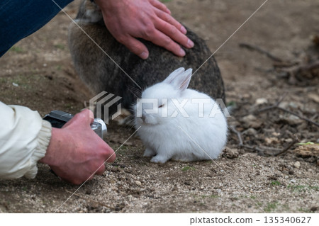 奧久野島，兔子的天堂 135340627