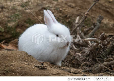 奧久野島，兔子的天堂 135340628