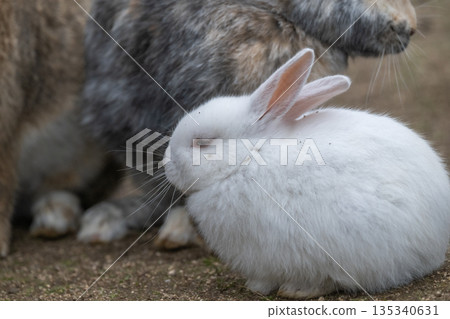 奧久野島，兔子的天堂 135340631