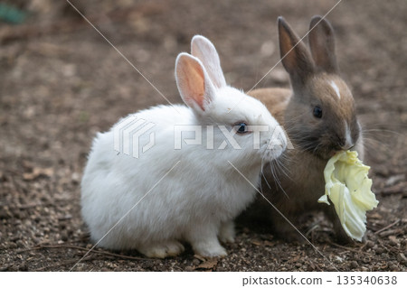 Okunoshima, a paradise for rabbits 135340638