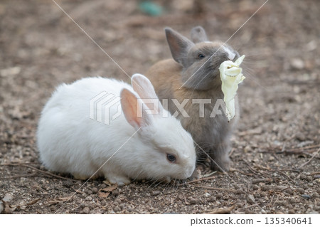 Okunoshima, a paradise for rabbits Okunoshima, a paradise for rabbits 135340641
