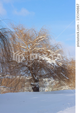 Golden Willow Tree Covered with Snow in Sunny Winter Park Golden Willow Tree Covered with Snow in Sunny Winter Park 135340667