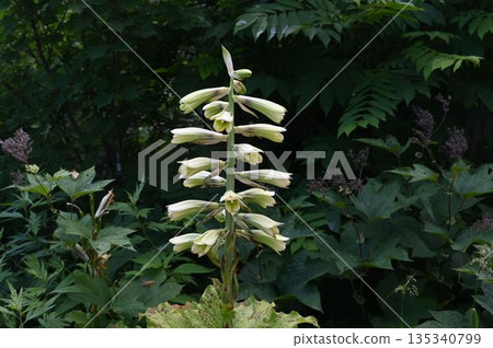 The large, eye-catching inflorescence of whitish-green flowers of the giant lily of the valley seen at Shinshu Tsugaike Nature Park The large, eye-catching inflorescence of whitish-green flowers of the giant lily of the valley seen at Shinshu Tsugaike Nature Park 135340799