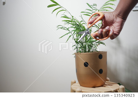 Pruning a plant with scissors in a home setting 135340923