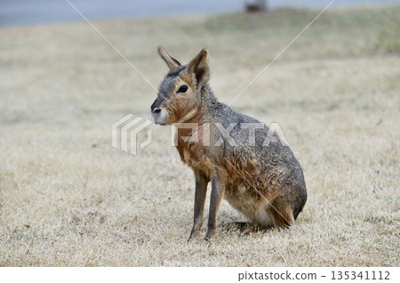 可愛的瑪拉 135341112