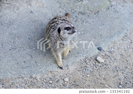 Look at Meerkat 135341192