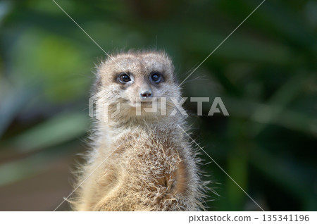 看看Meerkat 看看Meerkat 135341196