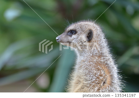 看看Meerkat 135341197