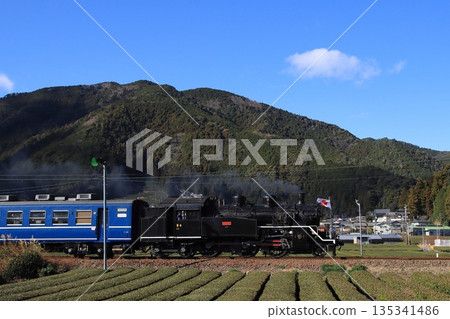 大井川鐵道C10-8號特快列車悠閒地穿行在一望無際的茶園之中_照片拍攝於2026年1月3日 135341486