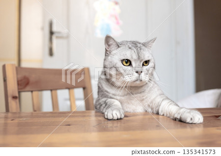 Cat Table Sitting Home - A grey tabby cat sits on a table looking to the side in a home setting. 135341573