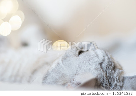 Scottish straight cat lies on his back bokeh from lights in the background. Cat upside down. Close up white cat face. Favorite pets, cat food. Scottish straight cat lies on his back bokeh from lights in the background. Cat upside down. Close up white cat face. Favorite pets, cat food. 135341582