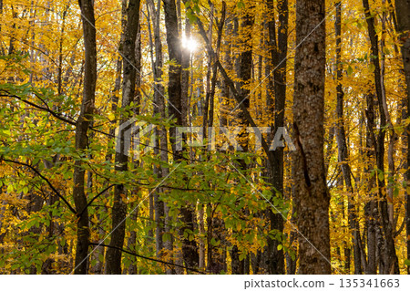 Autumn forest sunlight. Golden yellow leaves illuminate a vibrant peaceful woodland scene. Autumn forest sunlight. Golden yellow leaves illuminate a vibrant peaceful woodland scene. 135341663