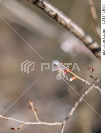 dropping, falling, vegetation 135341696