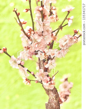 beautiful pink plum blossom beautiful pink plum blossom 135341717