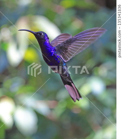 Violet Sabrewing Hummingbird flying in the forest, Costa Rica 135341836