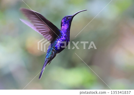 Violet Sabrewing Hummingbird flying in the forest, Costa Rica 135341837