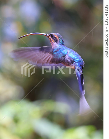 Green Hermit Hummingbird female flying in the forest, Costa Rica 135341838